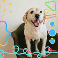 Joyful Calming Pups - Music for Dog's Ears