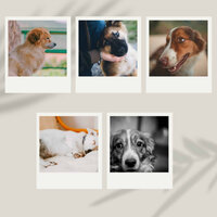 Background for Dog Care - Dog Relaxation