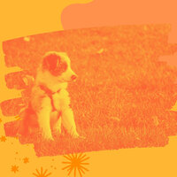 Smart Music for Sleeping Dogs - Doggy Relaxing Sounds