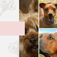 Dream Like (Music) - Music for Dogs