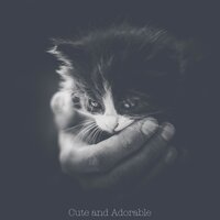 Have Me - Music For Cats & Cats Music Zone & Cat Music