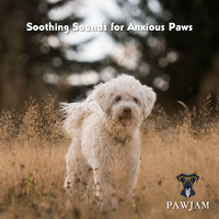 Soothing Sounds for Anxious Paws