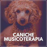 Caniche Musicoterapia
