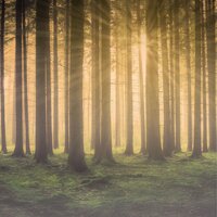 Meditation Sounds