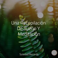 Una Recopilación De Sueño Y Meditación