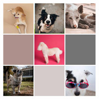 Warm Backdrops for Chilling Your Dog - Music for Dogs Beats