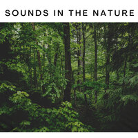 Sounds in the nature