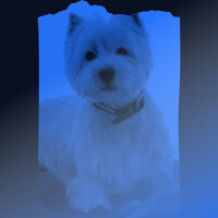 Tremendous Backdrops for Calming Your Dog - Relaxing Dog Music Prime