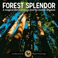 The Forest Beauty - Nature's Harmony