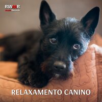 Piano suave para a orelha de um cão - RW Música de fundo de cachorros