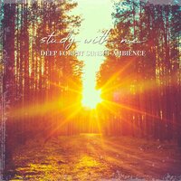 Deep Forest Sunset Ambience, Pt. 13 - Sebastian Riegl