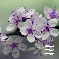 शांत नींद सुखदायक शशर - नींद के शांत शोर
