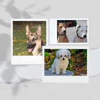 Warm (Doggy Meal Time) - Doggy Music Radio