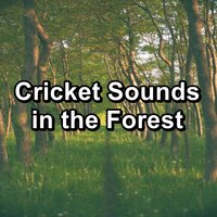 Calming Crickets in the City to have a relaxing time - Sleep Sounds Of Nature