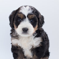 Whispering Lake - Relaxation Music For Dogs & Dog Music Club & Music for Pets Library