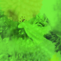 Background for Happy Cat - Cat Music