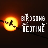 Birdsong for Bedtime