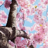 Symphony of the Winds - Musica Para Niños & Lullabies for Deep Meditation & Nature Sound Collection