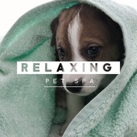Bark - Pet Music Academy