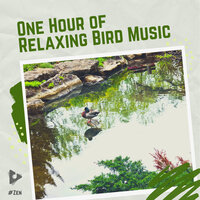 1 Hour of Relaxing Bird Music