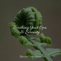 Dreamy Land - Alpha Waves & Oasis de Détente et Relaxation & Relaxed Minds