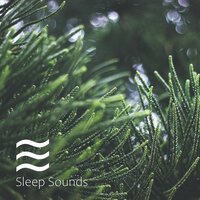 Mellow Forest And Birds Sleep Sounds for Children